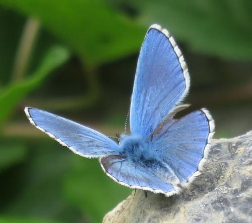 Butterfly in the blue family