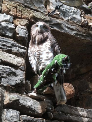 Short Toed Eagle in the raptor rescue centre
