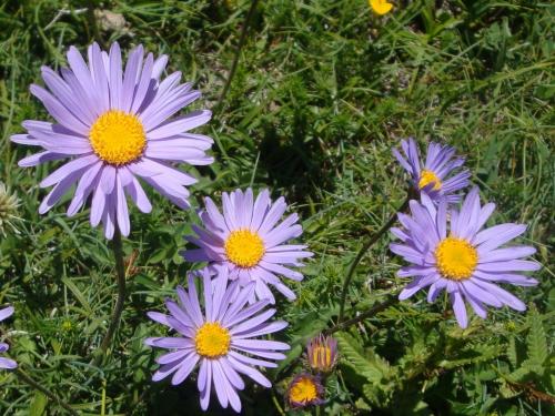 Alpine Aster – Aster alpinus