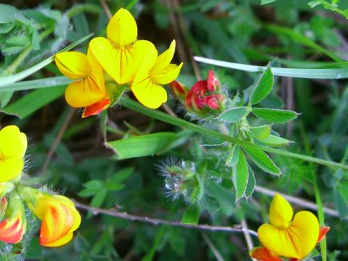 Alpine Birdsfoot-trefoil – Lotus Alpinus 