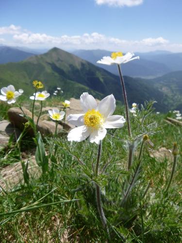 Alpine Pasque flower – Pulsatilla alpina