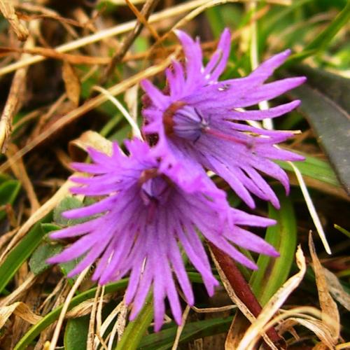 Alpine snowbell – soldanella alpina