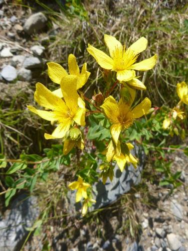 Alpine St John’s wort – Hypericum cerastioides