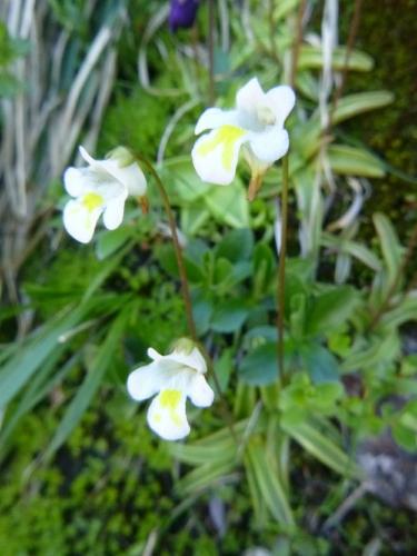 Alpine butterwort- Pinguicula alpina