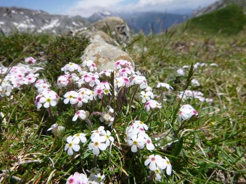 Alpine rock jasmine – Androsace alpina