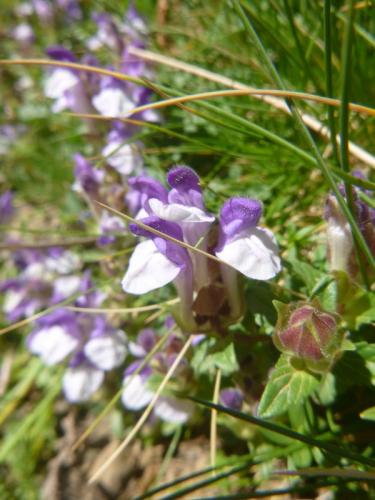 Alpine skull cap – Scutellaria alpina
