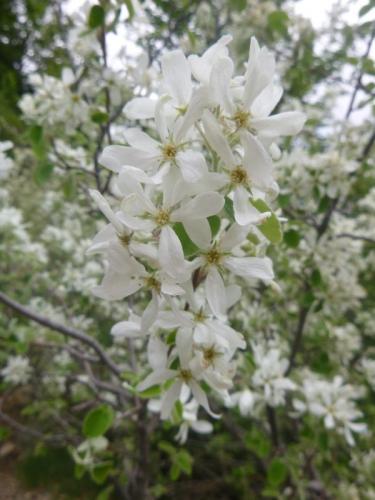 Amelanchier – Amelanchier ovalis