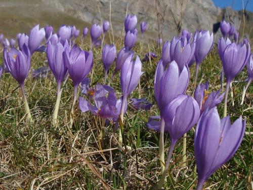 Autumn Crocus – Colchicum autumnale