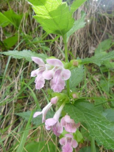 Bastard balm – Melttis melissophyllum