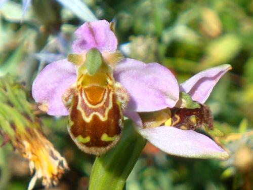 Bee Orchid – Ophrys Apifera