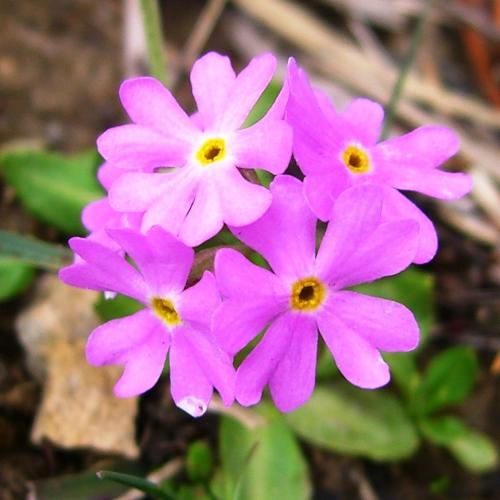 Birds Eye Primrose – Primula farinosa