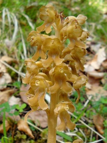 Bird’s Nest Orchid – Neottia Nidus-avis