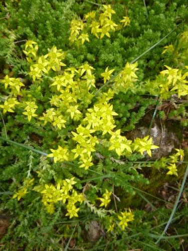 Biting stonecrop – Sedum acre