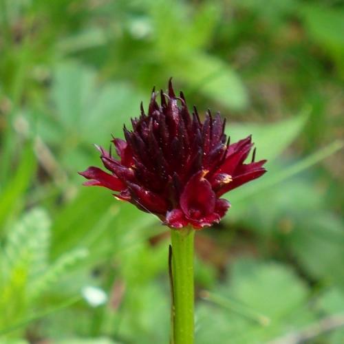 Black Vanilla Orchid