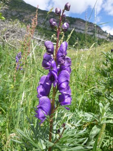Blue Monkshood – Aconite