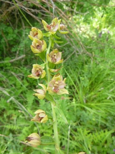 Broad leaved helleborine – Epipactis helleborine
