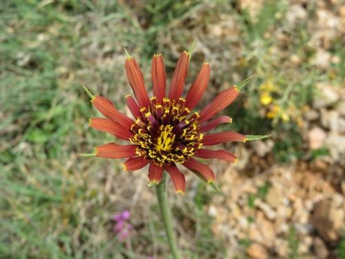 Bronze tragopogon – Tragopogon crocifolius