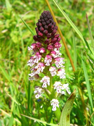 Burnt-Tip Orchid – Neotinea Ustulata