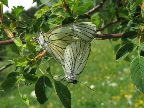Butterflies