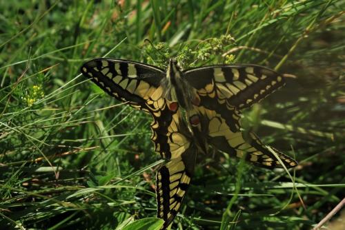 Butterflies
