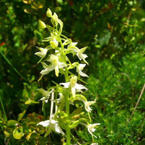 Lesser butterfly orchid – Platanthera biofolia