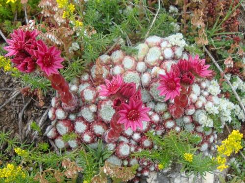 Cobweb Houseleek – Sempervivum Arachnoideum