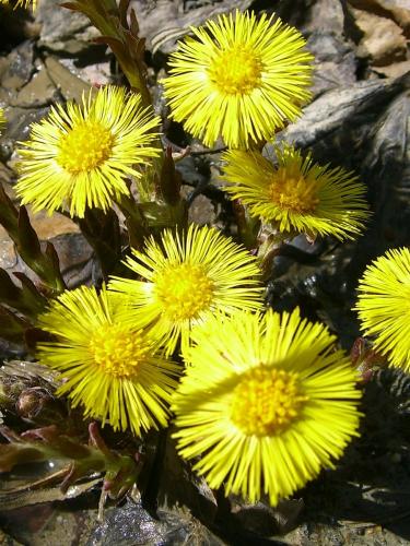 Coltsfoot – Tussilago farfara