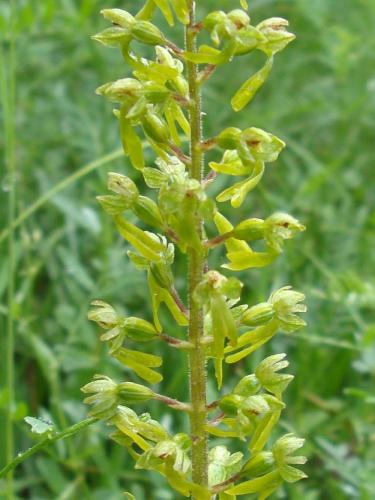 Common Twayblade – Listera Ovata