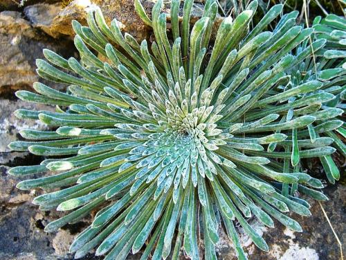 Pyrenean saxifrage – (Corona del Rey) Saxifraga longifolia