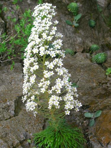 Pyrenean saxifrage – (Corona del Rey) Saxifraga longifolia