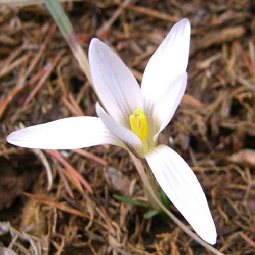 Crocus – Crocus Nevadensis