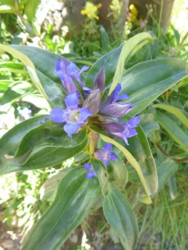 Cross gentian – Gentiana crusiata
