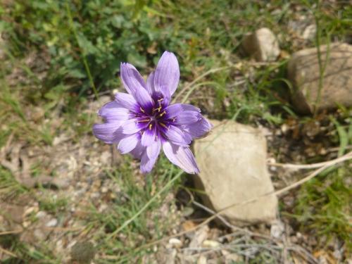 Cupids dart – Catanache caerulea