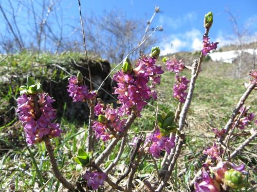 Daphne – Daphne Mezereum