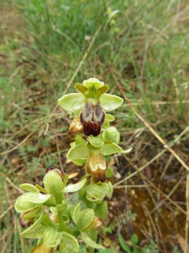 Dark bee orchid – Ophrys fusca