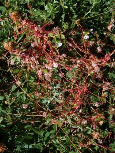 Dodder – Cuscuta epithymum