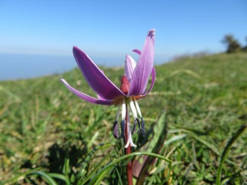 Dogs tooth violet – Erythronium dens-canis