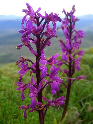 Early Purple Orchid – Orchis Mascula