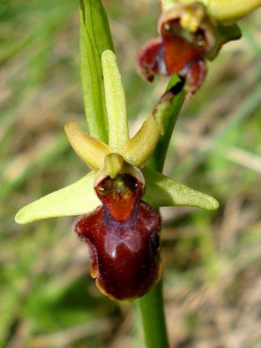 Early Spider Orchid – Ophrys Sphegodes