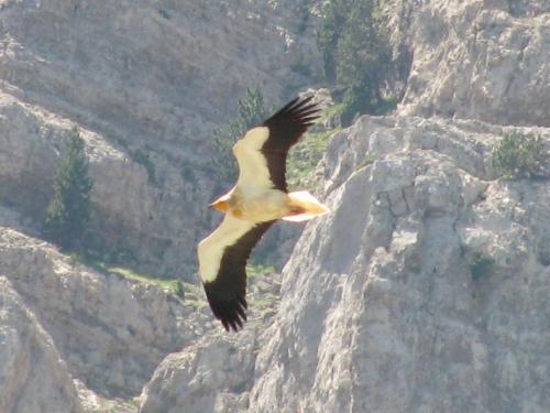 Egyptian Vulture - Neophron percnopterus
