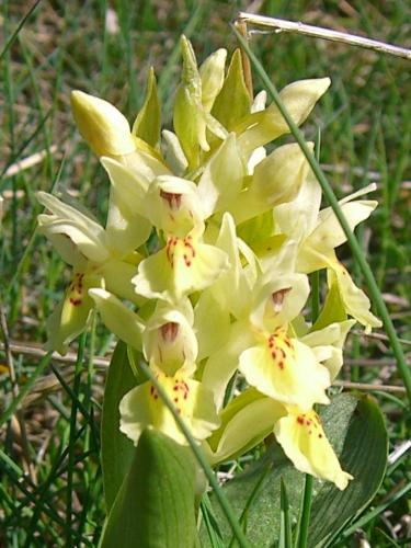 Elder-flowered Orchid – Dactylorhiza Sambucina