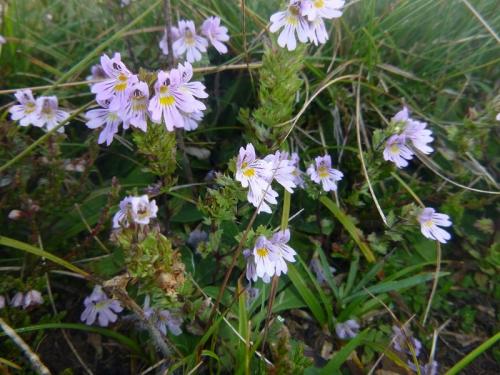 Eye Bright – Euphrasia