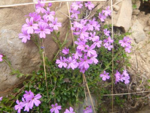 Fairy foxglove – Erinus alpinus