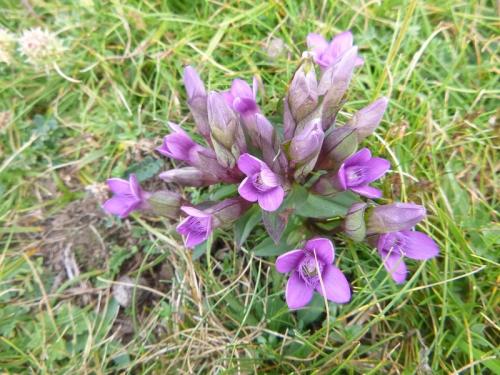 Field Gentian – Gentianella campestris