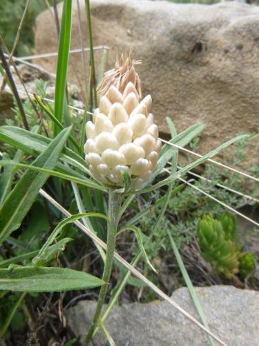 Fircone knapweed – Leuzea coniferaor / Rhapanticum coniferum