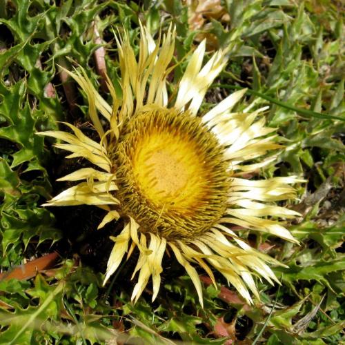 Acanthus thistle – Carlina acanthifolia – Flora del sol