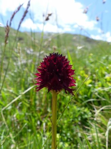 Black Vanilla Orchid
