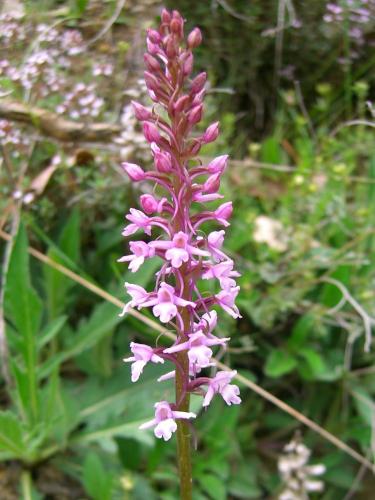 Fragrant Orchid – Gymnadenia Conopsea
