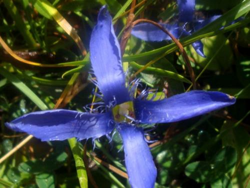 Fringed Gentian – Gentianella ciliata