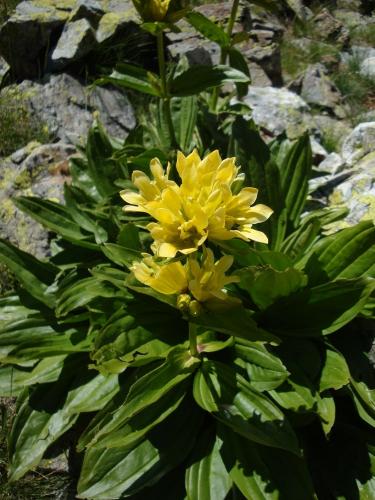 Spotted Gentian -Gentiana punctata